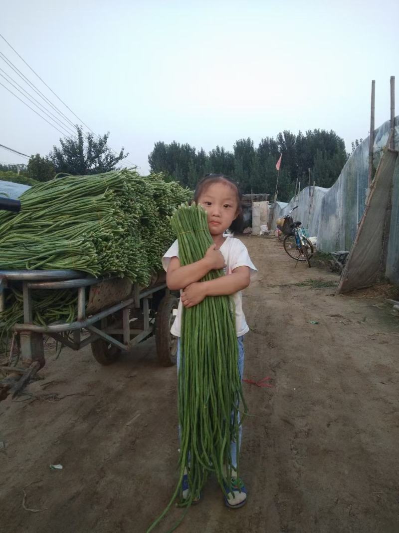 长豆角豇豆