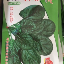 杂交菠菜大叶速生精选圆叶菠菜杂交一代菠菜新品种