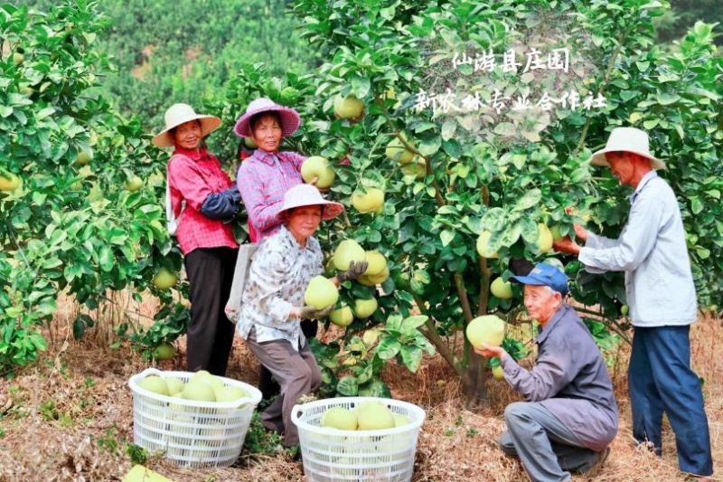 仙游文旦柚场地直发