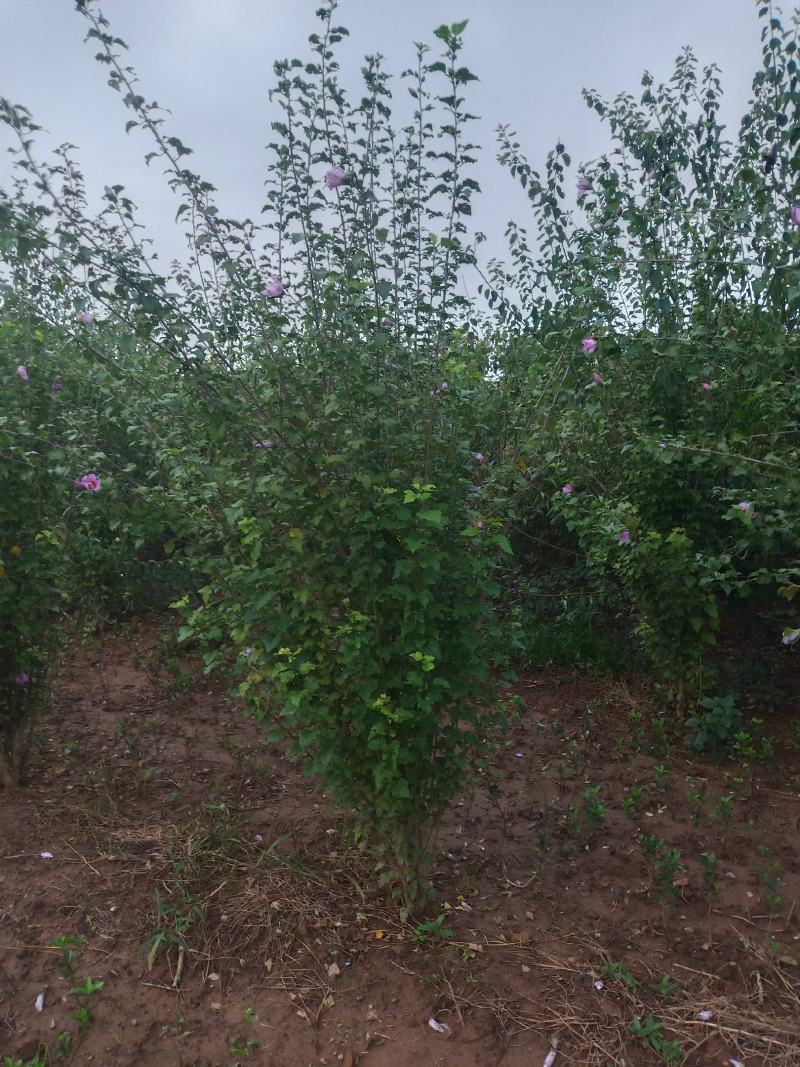 木槿低杆从生货源充足