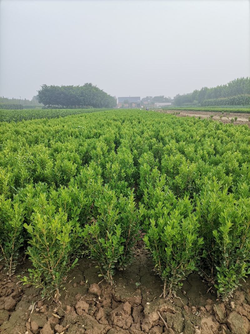 小叶黄杨，大叶黄杨，女贞