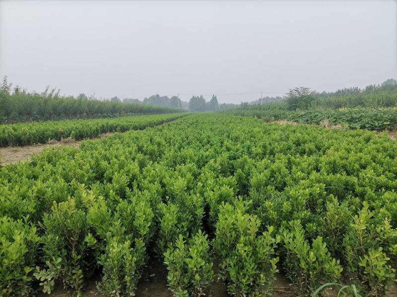小叶黄杨，大叶黄杨，女贞
