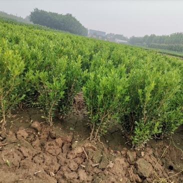 小叶黄杨，大叶黄杨，女贞