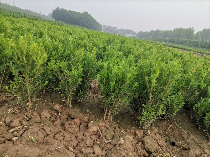 小叶黄杨，大叶黄杨，女贞