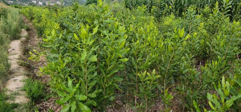 澳洲坚果苗，澳洲坚果嫁接苗，夏威夷果苗，桂热一号，不零售