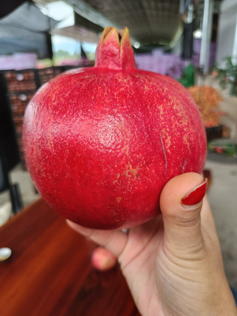 软籽石榴