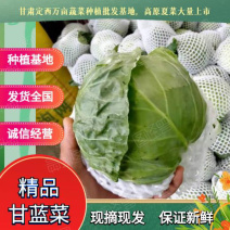 中甘21甘蓝1~2公斤、定西蔬菜大量批发