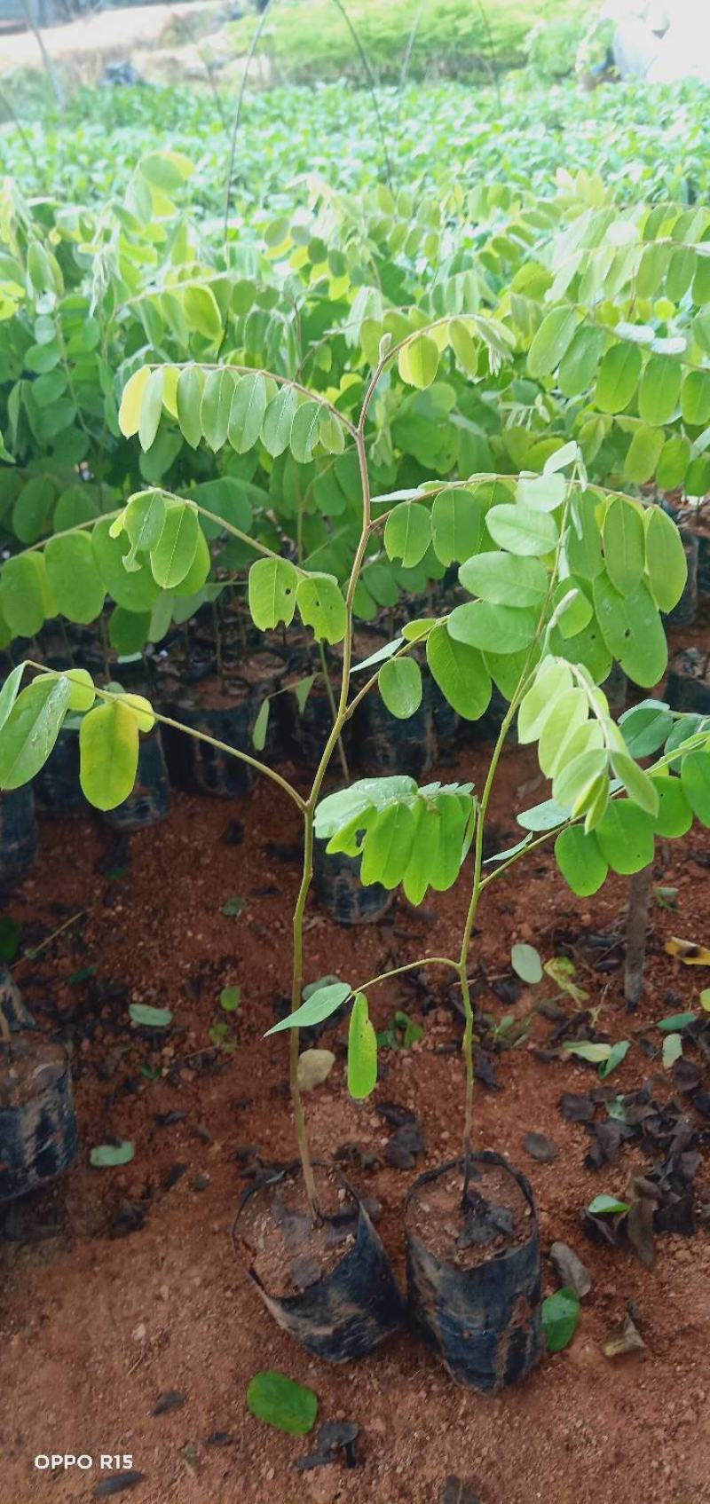 花旗木树苗合适院子公园别墅院子种植树苗院子种植