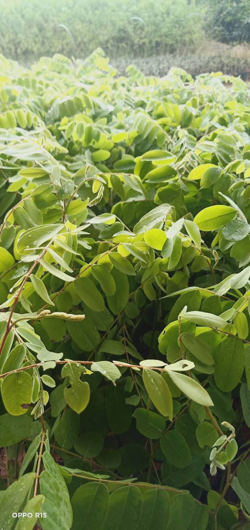 花旗木树苗合适院子公园别墅院子种植树苗院子种植
