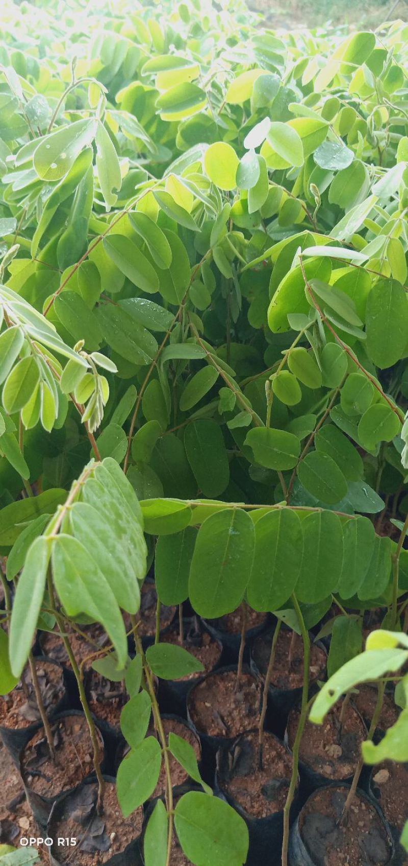 花旗木树苗合适院子公园别墅院子种植树苗院子种植