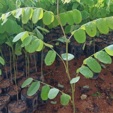 花旗木树苗合适院子公园别墅院子种植树苗院子种植