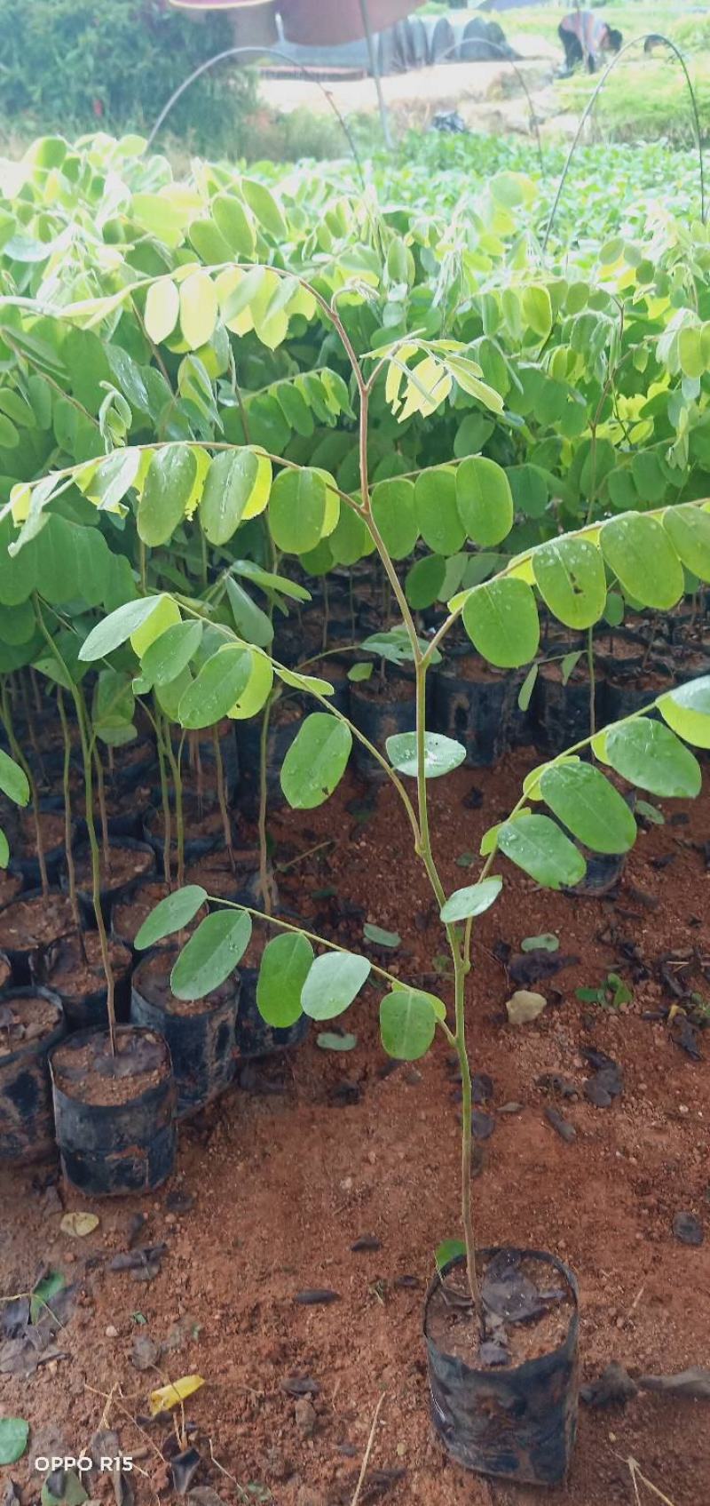 花旗木树苗合适院子公园别墅院子种植树苗院子种植