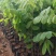 花旗木树苗合适院子公园别墅院子种植树苗院子种植