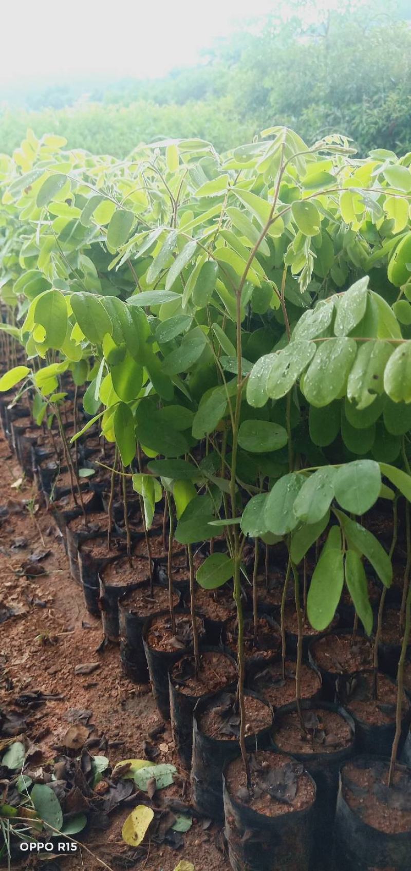 花旗木树苗合适院子公园别墅院子种植树苗院子种植