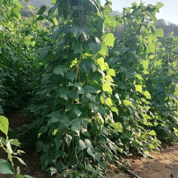 马上又要到反季节蔬菜（各类豆角）的播种期了！