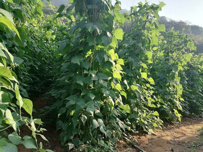 马上又要到反季节蔬菜（各类豆角）的播种期了！