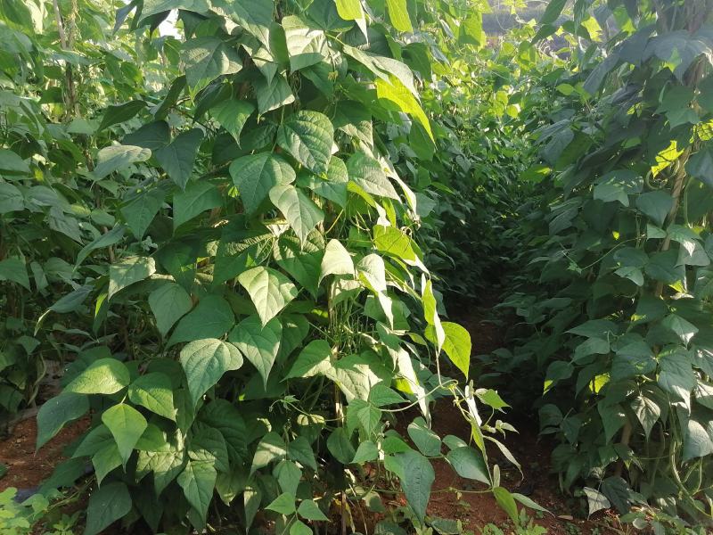 马上又要到反季节蔬菜（各类豆角）的播种期了！