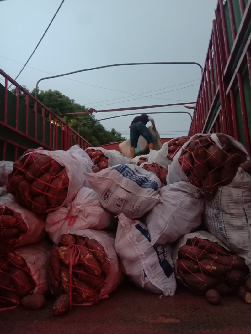 长期大量供应，苏薯八号，西瓜红等，薯片厂专用，量大从优。