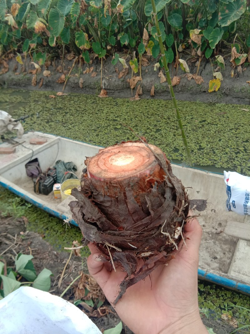 兴化红芽龙香芋头自产自销大量供应批发量大从优惠