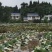 【水枪藕】莲藕鄂莲6号四川莲藕产地直供四季有货