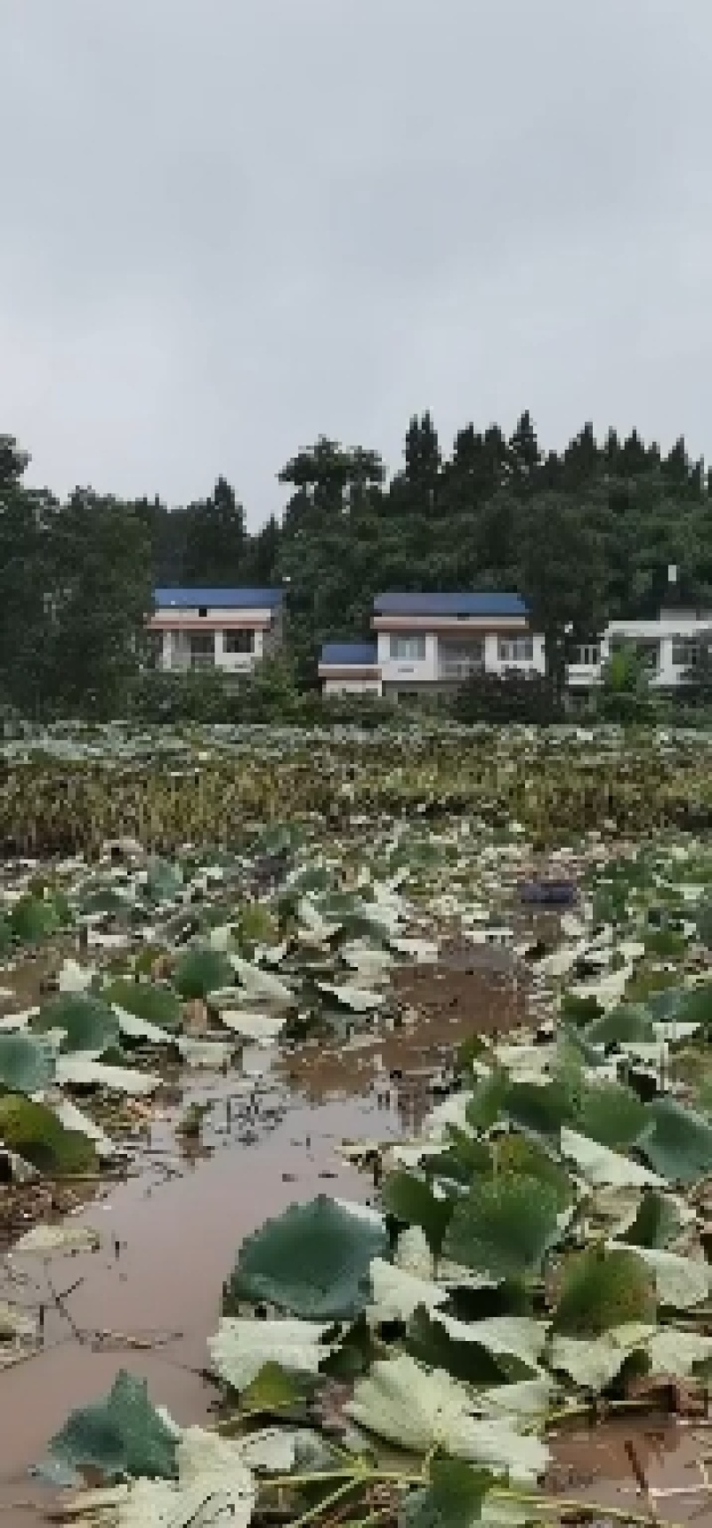 【水枪藕】莲藕鄂莲6号四川莲藕产地直供四季有货