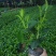 基地直供5斤袋，7斤袋非洲茉莉出售