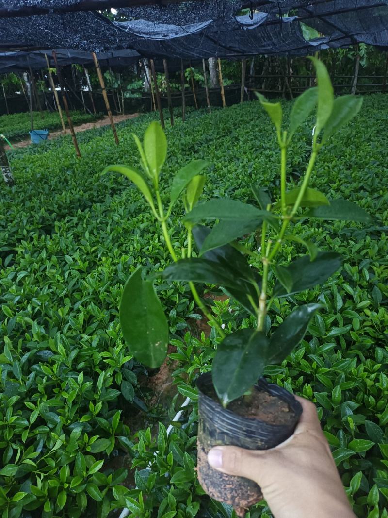 基地直供5斤袋，7斤袋非洲茉莉出售