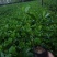 基地直供5斤袋，7斤袋非洲茉莉出售