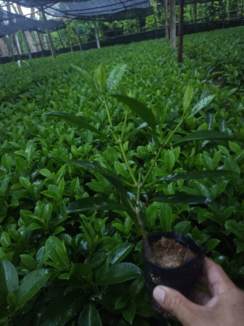 基地直供5斤袋，7斤袋非洲茉莉出售