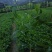 基地直供5斤袋，7斤袋非洲茉莉出售