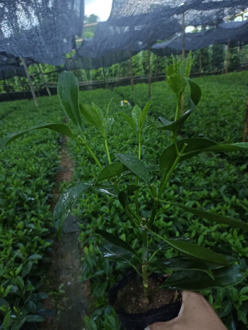 基地直供5斤袋，7斤袋非洲茉莉出售