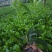基地直供5斤袋，7斤袋非洲茉莉出售