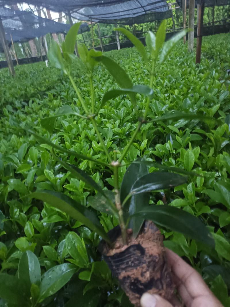 基地直供5斤袋，7斤袋非洲茉莉出售