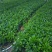基地直供5斤袋，7斤袋非洲茉莉出售