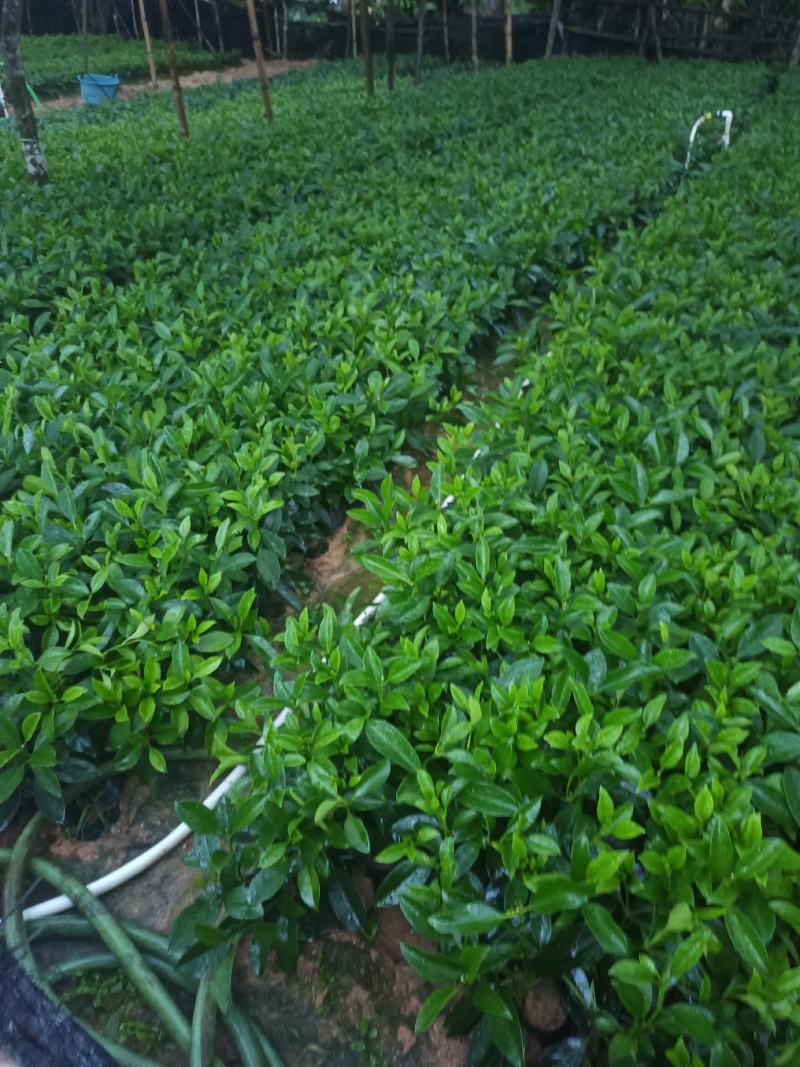 基地直供5斤袋，7斤袋非洲茉莉出售