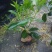 基地直供5斤袋，7斤袋非洲茉莉出售