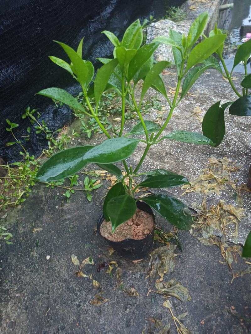 基地直供5斤袋，7斤袋非洲茉莉出售