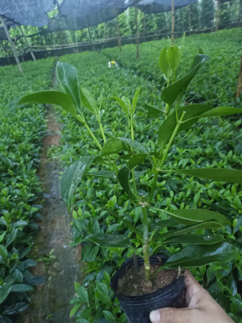 基地直供5斤袋，7斤袋非洲茉莉出售