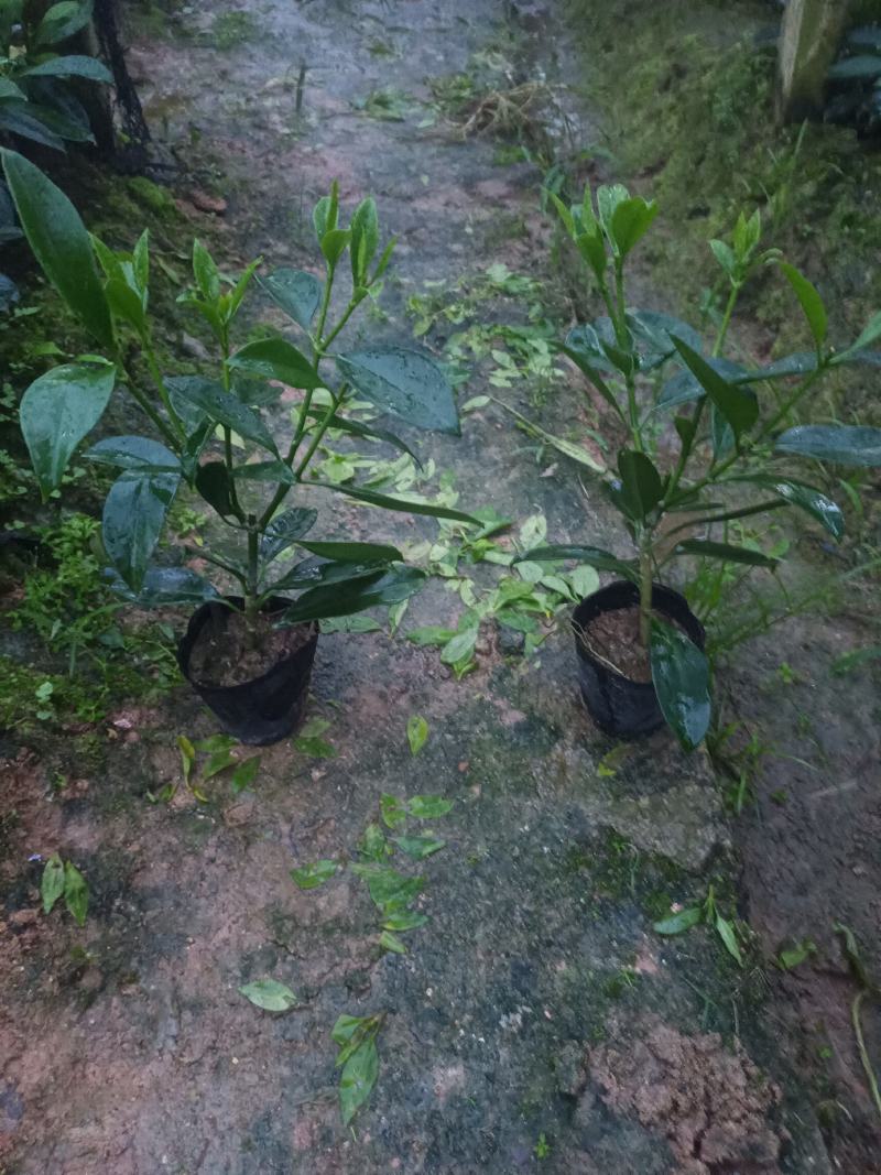 基地直供5斤袋，7斤袋非洲茉莉出售