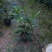 基地直供5斤袋，7斤袋非洲茉莉出售