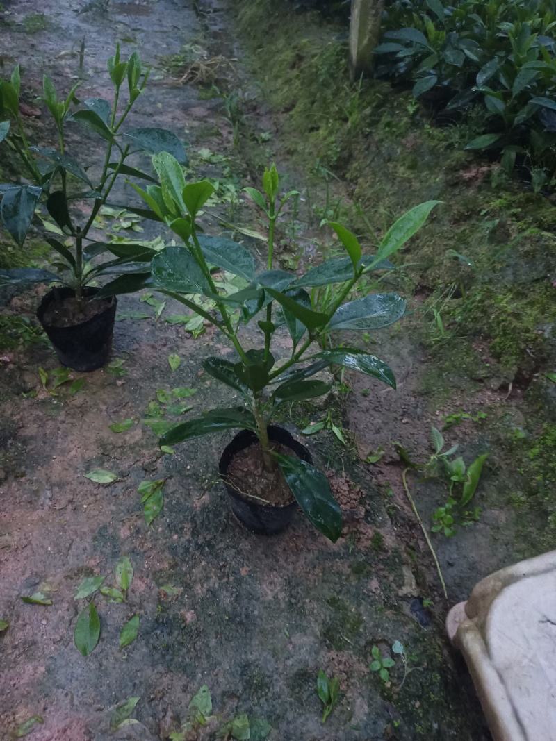 基地直供5斤袋，7斤袋非洲茉莉出售