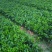 基地直供5斤袋，7斤袋非洲茉莉出售
