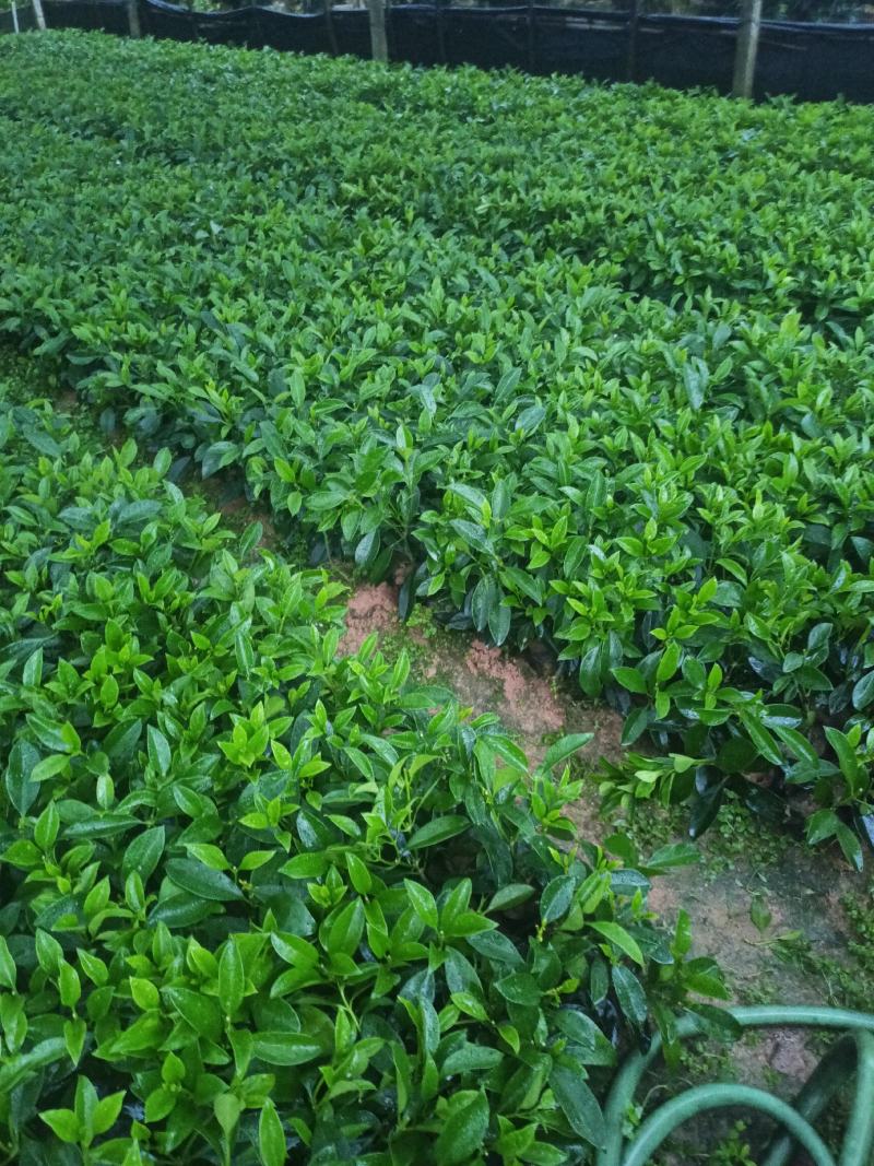 基地直供5斤袋，7斤袋非洲茉莉出售