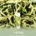 绿茶2025新茶明前春茶贵州高山茶云雾茶浓香耐泡