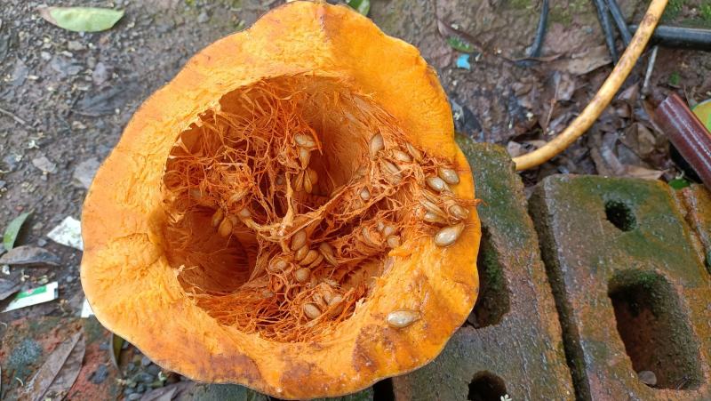 蜜本老南瓜