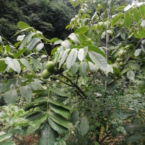 带壳核桃