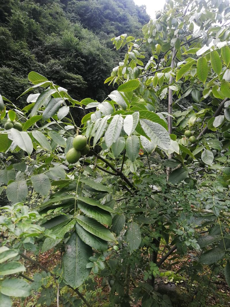 带壳核桃