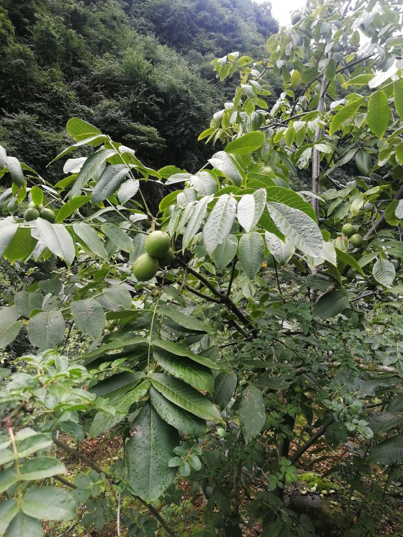 带壳核桃
