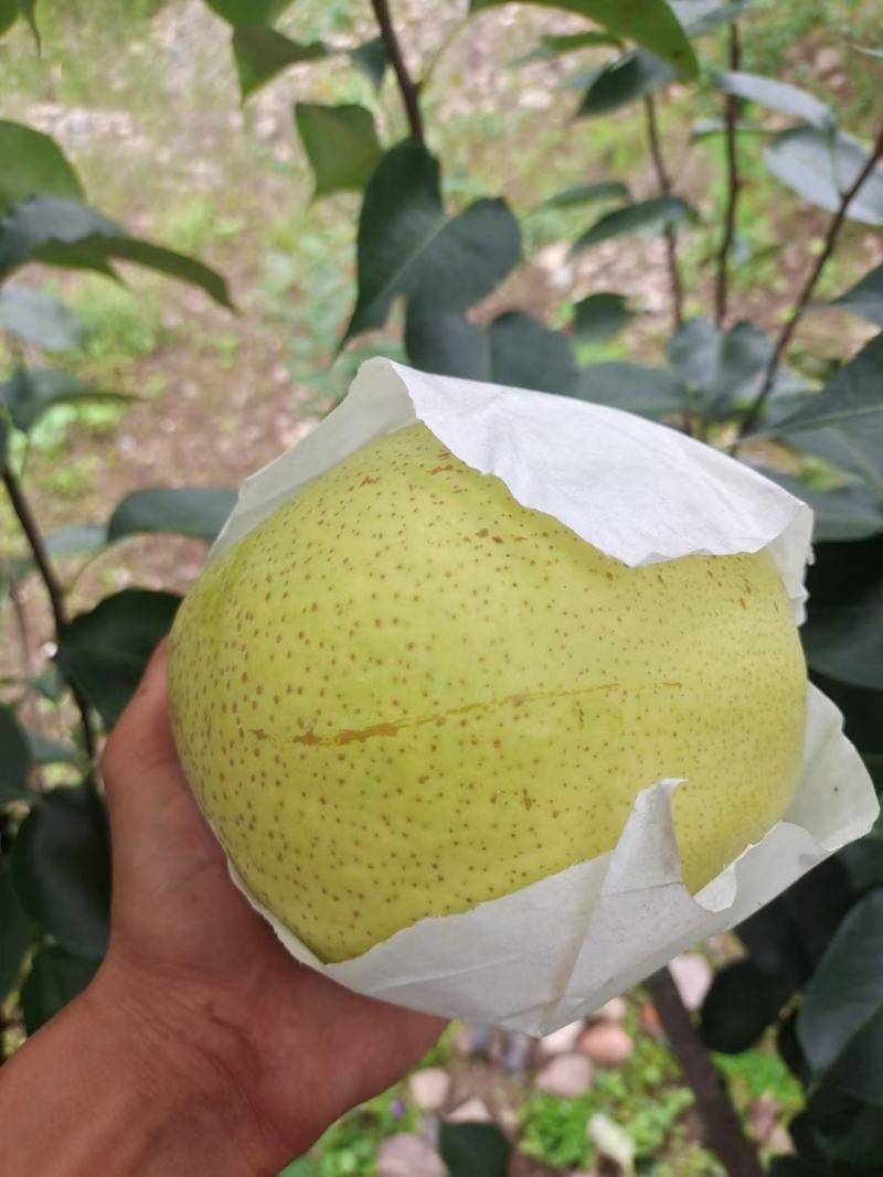 金花梨