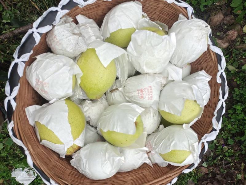 金花梨
